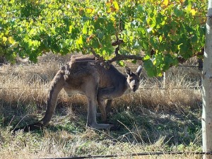 1.1235962800.kangaroo-stealing-the-wine-grapes-