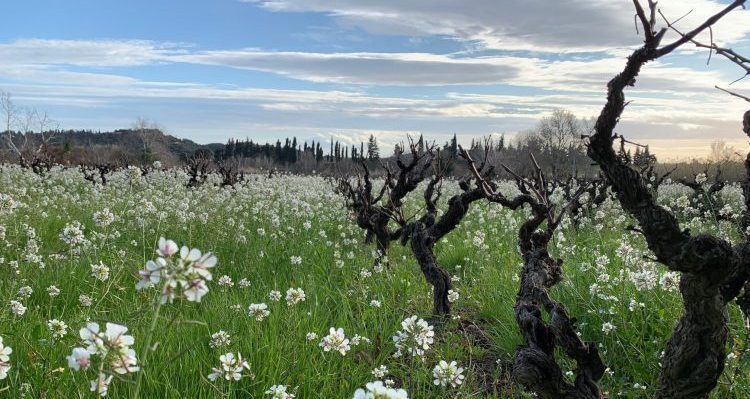 Les Vignerons d’Estézargues | La cooperativa che non t’aspetti viene dal sud del Rodano