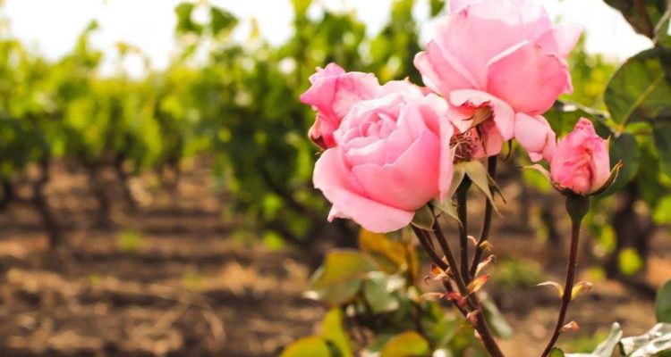 Abbiamo assaggiato tutti i vini rosé della vostra prossima vacanza in Puglia