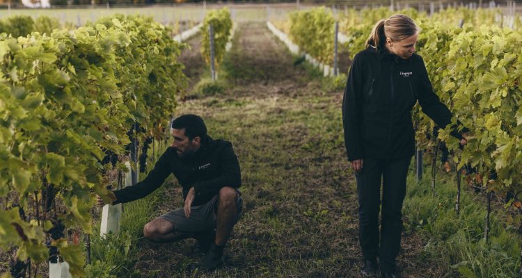 Långmyre Vineri | In Svezia si fa vino (spoiler: da varietà PIWI). Intervista ad Andrea Guerra