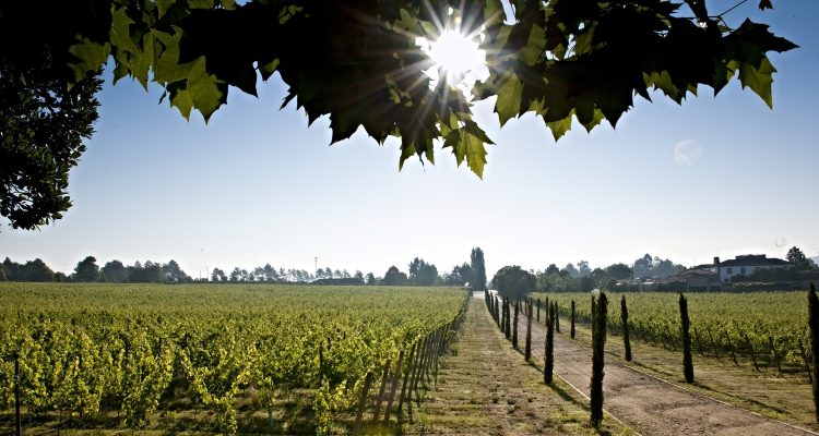 Bordeaux, nuove varietà contro il cambiamento climatico