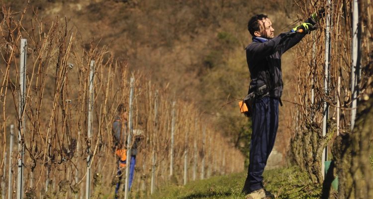 Anche il Moscato d’Asti invecchia bene, ciao Emilio Vada