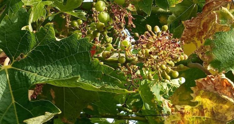 10 produttori ci raccontano questo 2023 in vigna fino ad ora