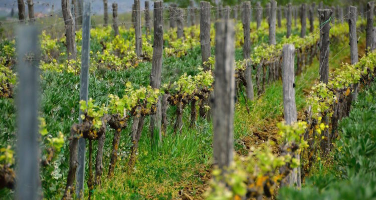 Filippo Calabresi e la rivoluzione silenziosa del suo Syrah