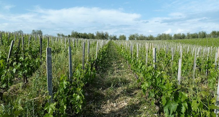 Le ricche Trame del Chianti Classico Le Boncie in una verticale dal 1998 al 2012