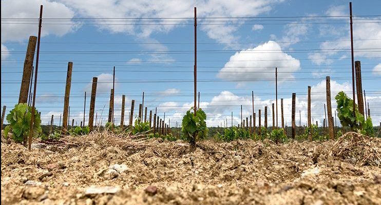 [Lenzuolata] Bolgheri Superiore e Toscana IGT 2020. La prova del fuoco