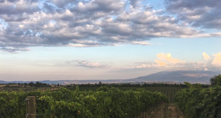 Il senso di De Fermo per i vini di Loreto Aprutino