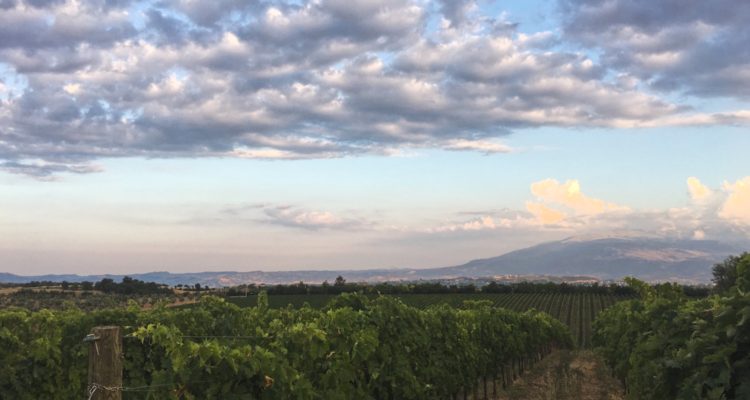 Il senso di De Fermo per i vini di Loreto Aprutino