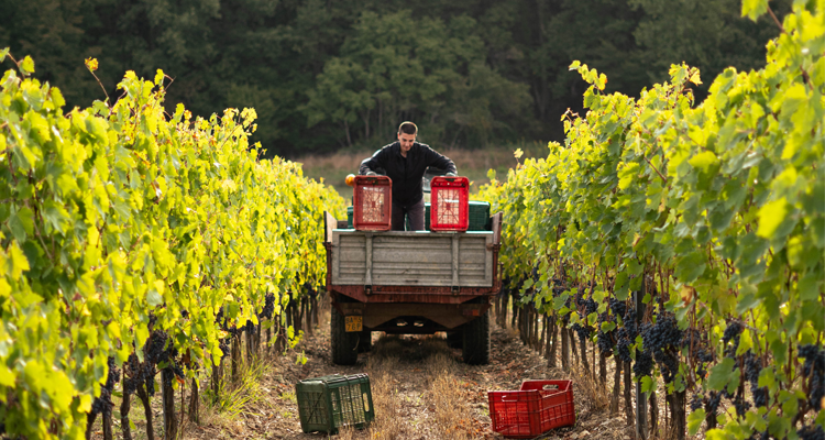 Vendemmia 2024, luci e ombre | Qualche dato e la parola a 10 produttori