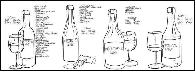 Perché il vino naturale piace anche se – giuridicamente – non esiste