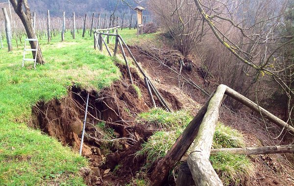 Piove sul vigneto Italia. Che fare? La testimonianza di un viticoltore coinvolto nei disastri, Podere Concori