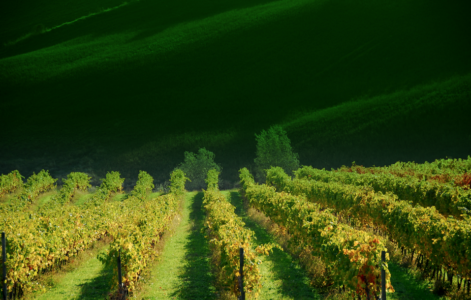 Tutti dicono Verdicchio. Intravino-Bignami: tutto il Verdicchio di Jesi e Matelica in 10 bottiglie