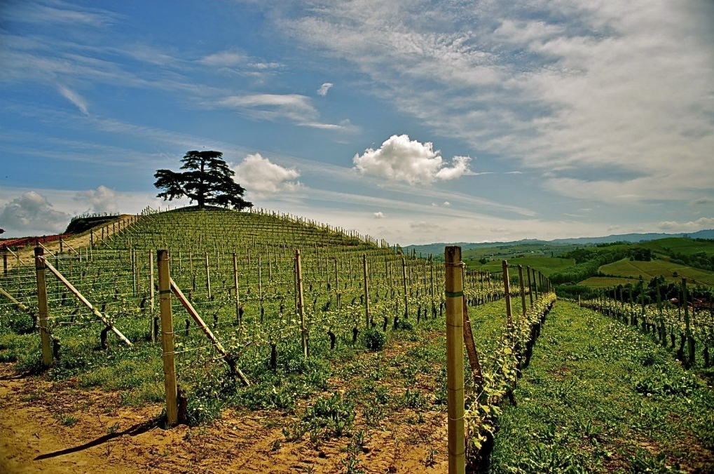 Appunti privatissimi | Questi sono i 10 più monumentali Barolo e Barbaresco della (mia) storia