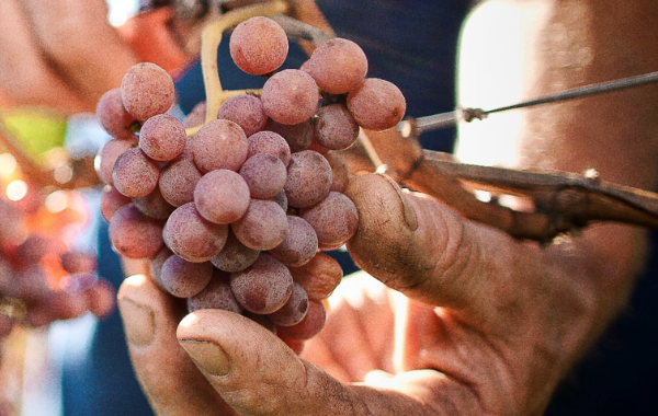 Coopera con me: qual è la cantina sociale del cuore?