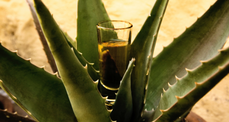 Agave Experience: cronaca di un successo che intona “Mezcal iz de niu Rum?”