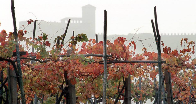 Mott Carè di Cascina Piano. Sul Lago Maggiore la muffa è nobile, e pure un po’ magica