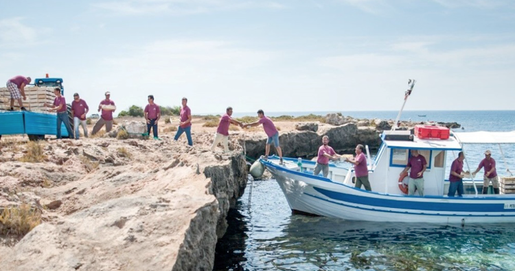 Lo spettacolo di una vendemmia a mare nell’isola Favignana