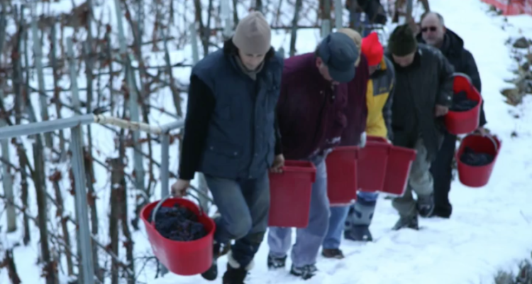 E’ già Natale: la magia del vino del ghiaccio di Casa Ronsil