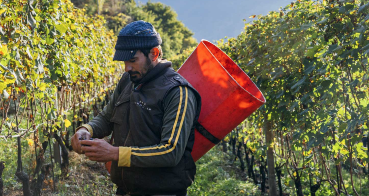 I vini della Valtellina estrema di Marco Fay