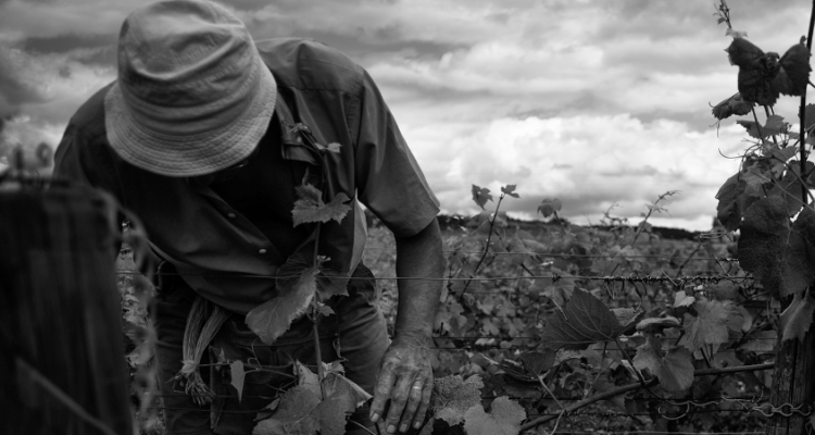 Vini e terre di Borgogna. Intervista a Camillo Favaro (e 12 segnalazioni del ♥)