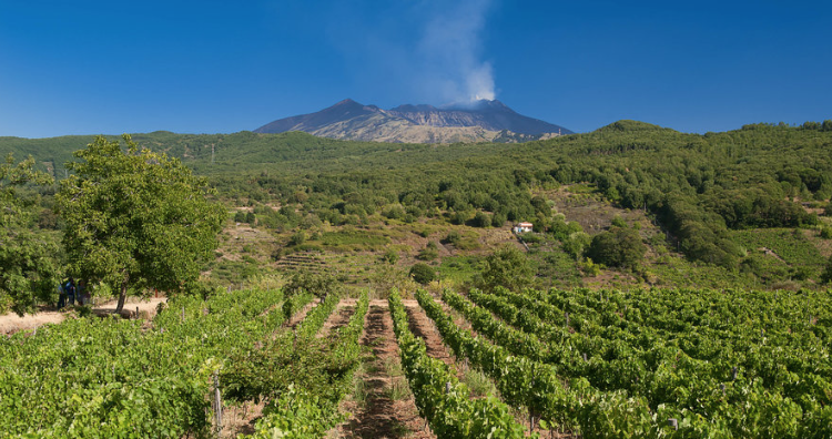 The dark side of the Etna: i vini della Tenuta Monte Gorna