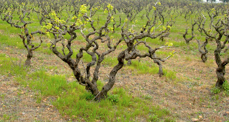 Il primitivo è il vitigno più premiato del mondo. In proporzione al territorio