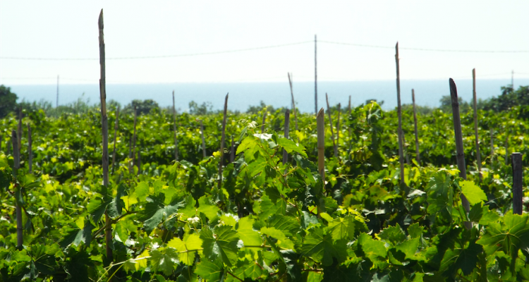 Due o tre cose della Calabria che proprio non dovete perdervi