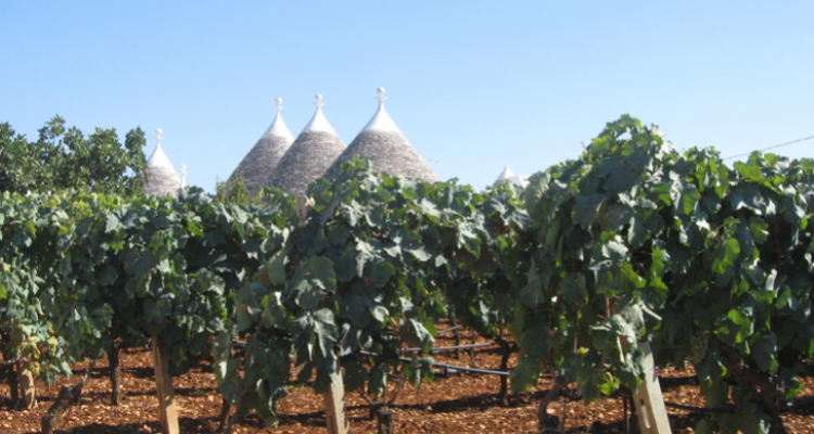 Perché in Puglia si vende Prosecco e non Primitivo? Se lo chiede il senatore Dario Stefàno