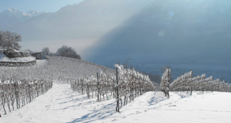 Fabrizio Gallino e la sua idea di Valle d’Aosta in 9 vini