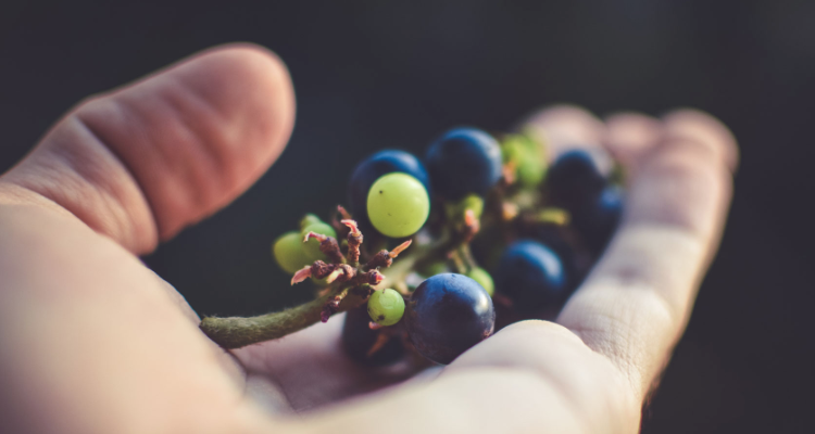 Perché Valoritalia risparmia sulle analisi del vino?