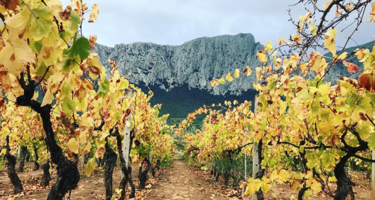 Vosté, il cannonau in taffetà