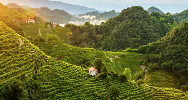 Per l’Unesco le colline del Prosecco di Conegliano e Valdobbiadene sono Patrimonio dell’Umanità