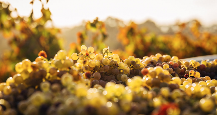 Mendocino County, piccola guida all’altra California del vino