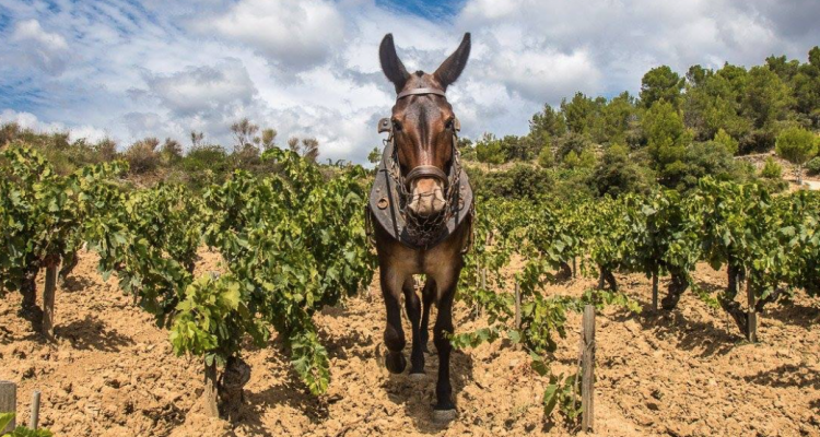 11 cantine francesi (e una spagnola) che più naturali di così non si può