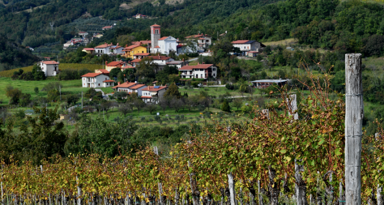 I Magnifici sette della Ribolla gialla di Oslavia