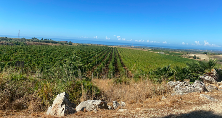 Destinazione Menfishire: l’altra Sicilia di Mandrarossa