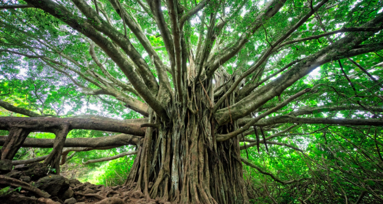 Dalla Rivoluzione Verde agli alberi in vigna con Stefano Lorenzi. Intervista e storia dell’agricoltura zippata