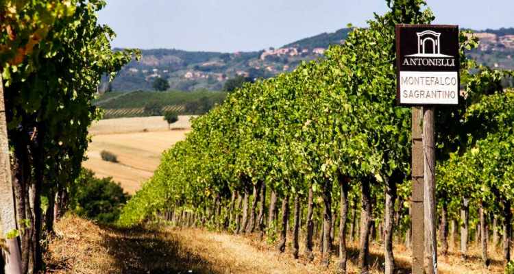 Antonelli San Marco tra cantina nuova, Trebbiano Spoletino e Montefalco Sagrantino (verticali)