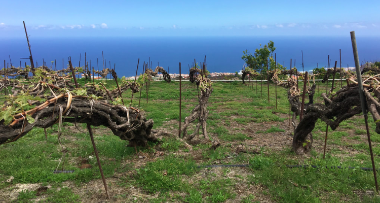 Envinate, finalmente alle Canarie | Storia e magia dei vini atlantici sull’isola di Tenerife
