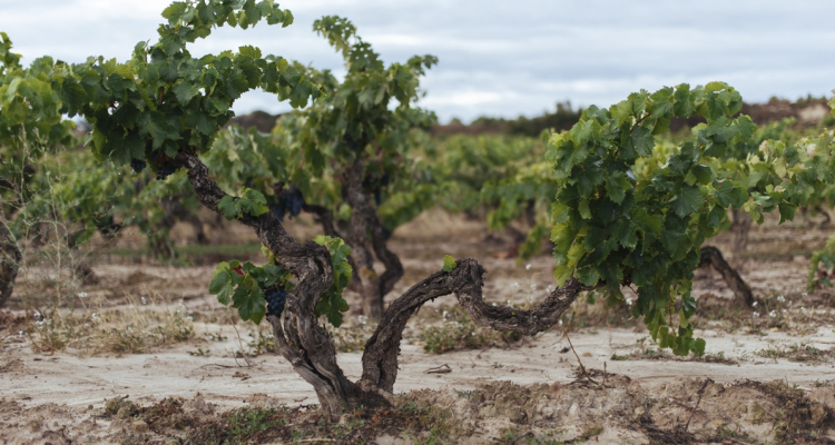 Due Rioja Reserva 2014 e la fama (da approfondire) dei vini spagnoli