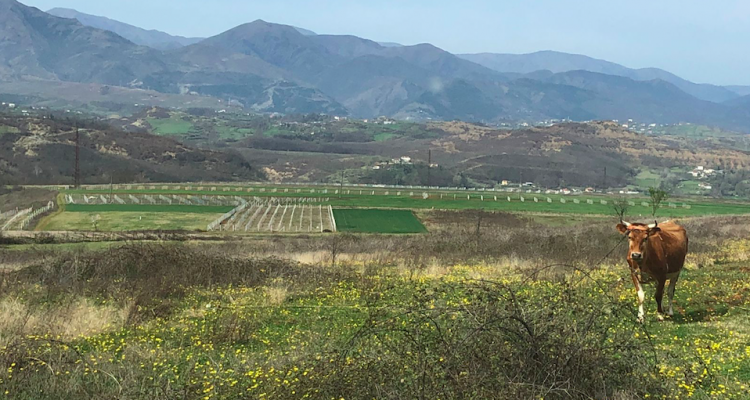 Social Intravino | La scuola-cantina di campagna in Albania voluta da don Gianfranco Cadenelli