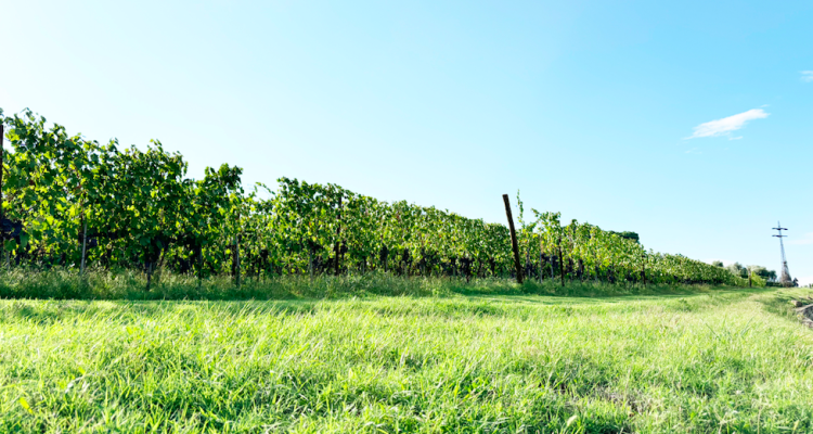 Montalcino | Cronache della vendemmia più tardiva dal 1979