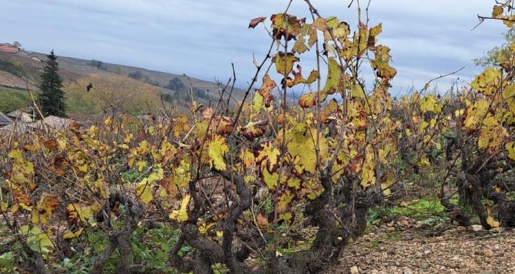 Una giornata densa in Beaujolais (feat. Paul Janin, Louis Claude Desvignes, Daniel Bouland e Chateau Thivin)