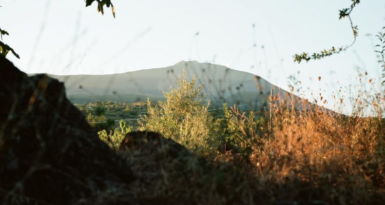 La rilevante storia della grenache sull’Etna