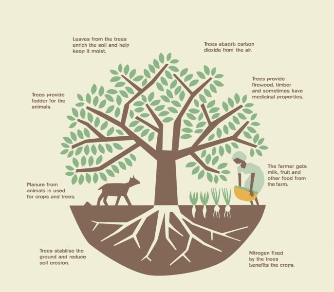 Immagine esemplificativa di logica agroforestale da: https://forestrypedia.com/agroforestry-system-detailed-note/