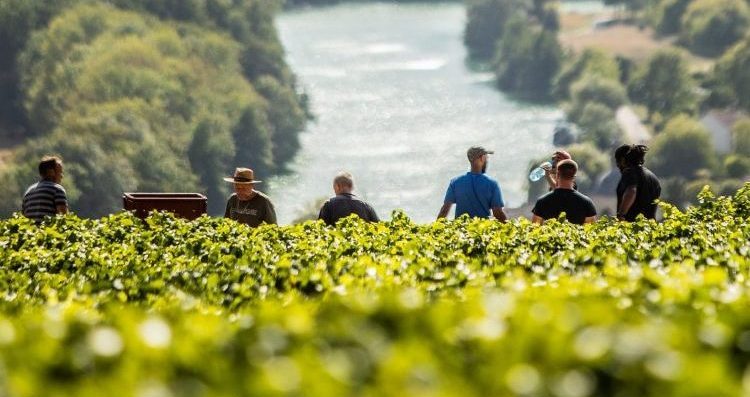 [Report] Com’è andata la vendemmia 2023 in Europa e nel mondo