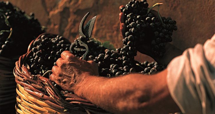 Sicilia En Primeur 2016: un’isola tra nero d’Avola e syrah. Ma anche pinot nero e frappato