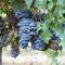 Minolta DSC - Sangiovese grapes in a vineyard of Montalcino, Italy - da Wikipedia