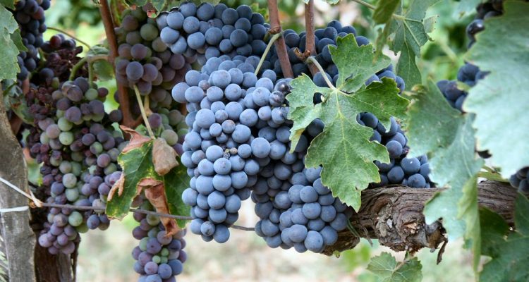 [Focus] Il sangiovese (toscano) degli altri