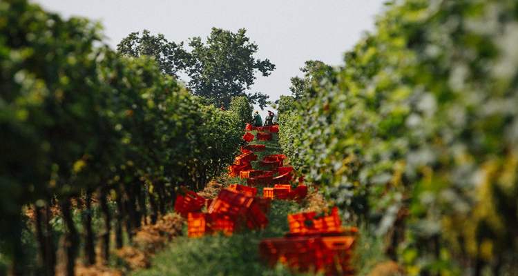 Com’è andata la vendemmia 2023? Lo abbiamo chiesto a 10 produttori